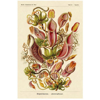 Haeckel Nature Illustrations: Pitcher Plants-Paper Art-18"x26"