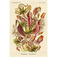 Haeckel Nature Illustrations: Pitcher Plants-Paper Art-26"x38"