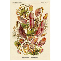 Haeckel Nature Illustrations: Pitcher Plants-Paper Art-34"x50"
