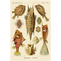 Haeckel Nature Illustrations: Boxfish-Paper Art-26"x38"