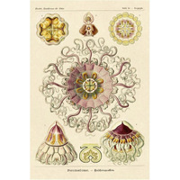 Haeckel Nature Illustrations: Jelly Fish-Paper Art-42"x62"