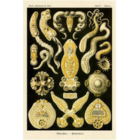 Haeckel Nature Illustrations: Flatworms-Paper Art-14"x20"