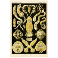 Haeckel Nature Illustrations: Flatworms-Paper Art-18"x26"