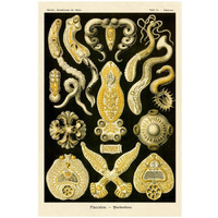 Haeckel Nature Illustrations: Flatworms-Paper Art-22"x32"