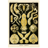 Haeckel Nature Illustrations: Flatworms-Paper Art-34"x50"