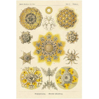 Haeckel Nature Illustrations: Polycytaria Radiolaria-Paper Art-14"x20"