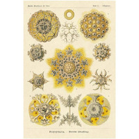 Haeckel Nature Illustrations: Polycytaria Radiolaria-Paper Art-26"x38"