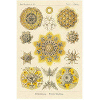 Haeckel Nature Illustrations: Polycytaria Radiolaria-Paper Art-34"x50"