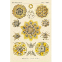 Haeckel Nature Illustrations: Polycytaria Radiolaria-Paper Art-42"x62"