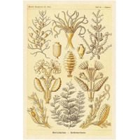 Haeckel Nature Illustrations: Sertulariae-Paper Art-14"x20"