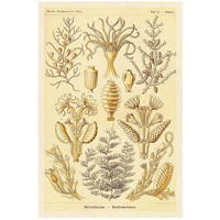 Haeckel Nature Illustrations: Sertulariae-Paper Art-18"x26"