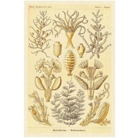 Haeckel Nature Illustrations: Sertulariae-Paper Art-22"x32"