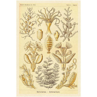 Haeckel Nature Illustrations: Sertulariae-Paper Art-26"x38"