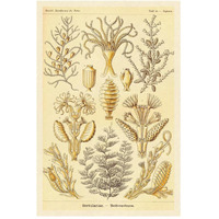 Haeckel Nature Illustrations: Sertulariae-Paper Art-34"x50"
