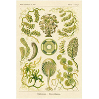 Haeckel Nature Illustrations: Siphoneae Hydrozoa-Paper Art-14"x20"