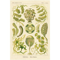 Haeckel Nature Illustrations: Siphoneae Hydrozoa-Paper Art-26"x38"