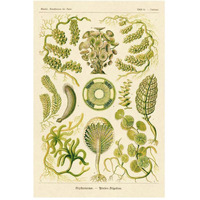 Haeckel Nature Illustrations: Siphoneae Hydrozoa-Paper Art-34"x50"
