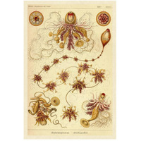 Haeckel Nature Illustrations: Siphoneae Hydrozoa-Paper Art-34"x50"