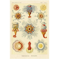 Haeckel Nature Illustrations: Siphoneae Hydrozoa-Paper Art-26"x38"