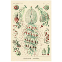 Haeckel Nature Illustrations: Siphoneae Hydrozoa-Paper Art-18"x26"
