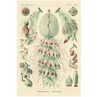 Haeckel Nature Illustrations: Siphoneae Hydrozoa-Paper Art-22"x32"