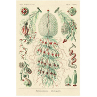 Haeckel Nature Illustrations: Siphoneae Hydrozoa-Paper Art-34"x50"