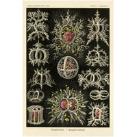 Haeckel Nature Illustrations: Stephoidea-Paper Art-14"x20"