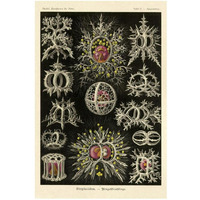 Haeckel Nature Illustrations: Stephoidea-Paper Art-22"x32"