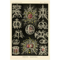 Haeckel Nature Illustrations: Stephoidea-Paper Art-26"x38"