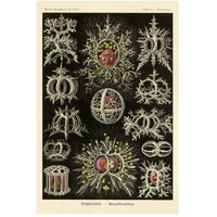 Haeckel Nature Illustrations: Stephoidea-Paper Art-34"x50"