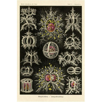 Haeckel Nature Illustrations: Stephoidea-Paper Art-42"x62"