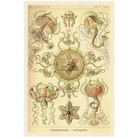 Haeckel Nature Illustrations: Trachomedusae - Jellyfish-Paper Art-18"x26"