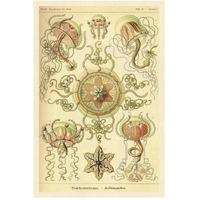 Haeckel Nature Illustrations: Trachomedusae - Jellyfish-Paper Art-34"x50"