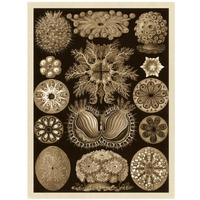 Haeckel Nature Illustrations: Ascidiae - Sepia Tint-Paper Art-26"x34"
