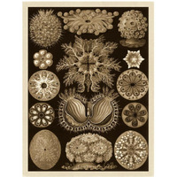 Haeckel Nature Illustrations: Ascidiae - Sepia Tint-Paper Art-32"x42"