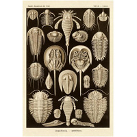 Haeckel Nature Illustrations: Athropods - Sepia Tint-Paper Art-14"x20"