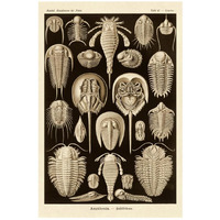 Haeckel Nature Illustrations: Athropods - Sepia Tint-Paper Art-18"x26"