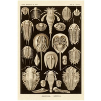 Haeckel Nature Illustrations: Athropods - Sepia Tint-Paper Art-22"x32"