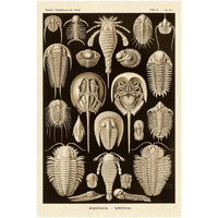 Haeckel Nature Illustrations: Athropods - Sepia Tint-Paper Art-26"x38"