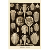 Haeckel Nature Illustrations: Athropods - Sepia Tint-Paper Art-34"x50"