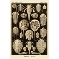 Haeckel Nature Illustrations: Athropods - Sepia Tint-Paper Art-42"x62"