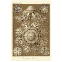 Haeckel Nature Illustrations: Jelly Fish - Sepia Tint-Paper Art-18"x26"