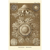 Haeckel Nature Illustrations: Jelly Fish - Sepia Tint-Paper Art-26"x38"