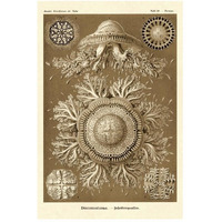 Haeckel Nature Illustrations: Jelly Fish - Sepia Tint-Paper Art-34"x50"