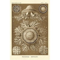 Haeckel Nature Illustrations: Jelly Fish - Sepia Tint-Paper Art-42"x62"