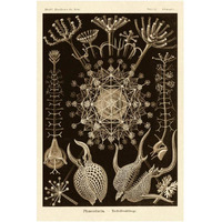 Haeckel Nature Illustrations: Phaeodaria radiolarians - Sepia Tint-Paper Art-14"x20"