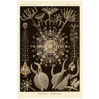 Haeckel Nature Illustrations: Phaeodaria radiolarians - Sepia Tint-Paper Art-22"x32"