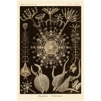 Haeckel Nature Illustrations: Phaeodaria radiolarians - Sepia Tint-Paper Art-26"x38"