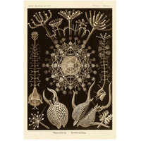 Haeckel Nature Illustrations: Phaeodaria radiolarians - Sepia Tint-Paper Art-34"x50"