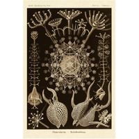 Haeckel Nature Illustrations: Phaeodaria radiolarians - Sepia Tint-Paper Art-42"x62"